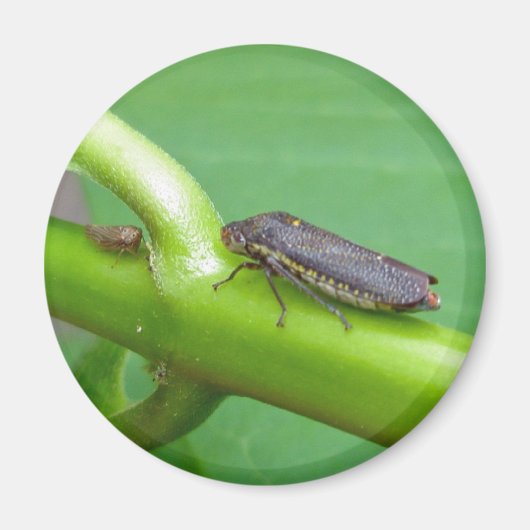 Speckled Sharpshooter Leaf Hopper Items Magnet (Vorne)