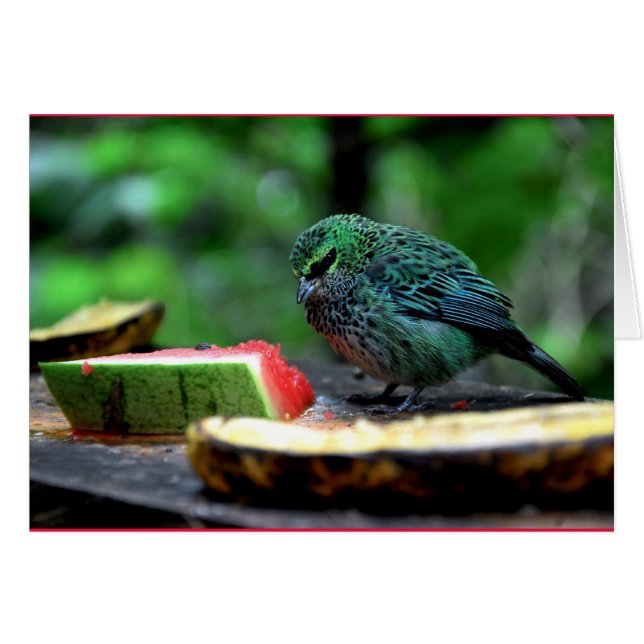 "Speckled Tanager" (Vorderseite (Horizontal))