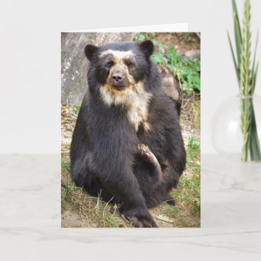Spectacled Bear Scratchings Karte (Vorderseite)