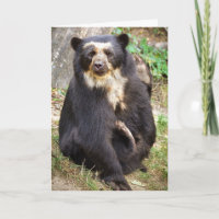 Spectacled Bear Scratchings