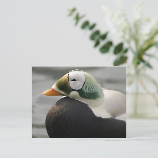 Spectacled Eider Postkarte (Stehend Vorderseite)