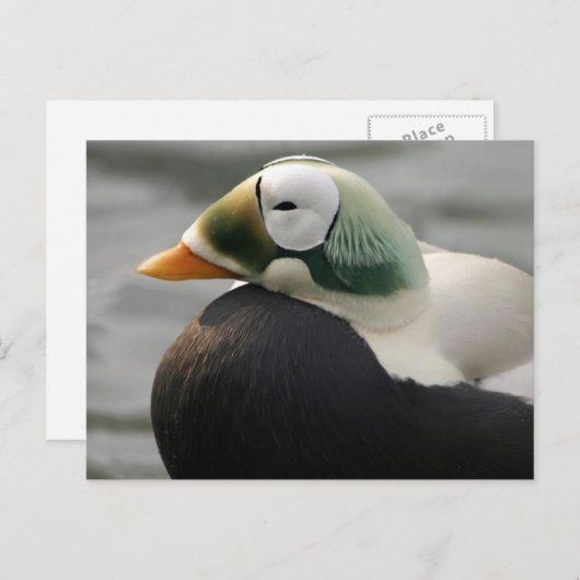 Spectacled Eider Postkarte (Vorne/Hinten)