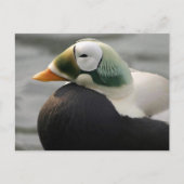 Spectacled Eider Postkarte (Vorderseite)