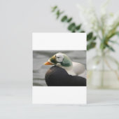 Spectacled Eider Postkarte (Stehend Vorderseite)