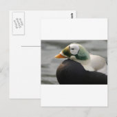 Spectacled Eider Postkarte (Vorne/Hinten)
