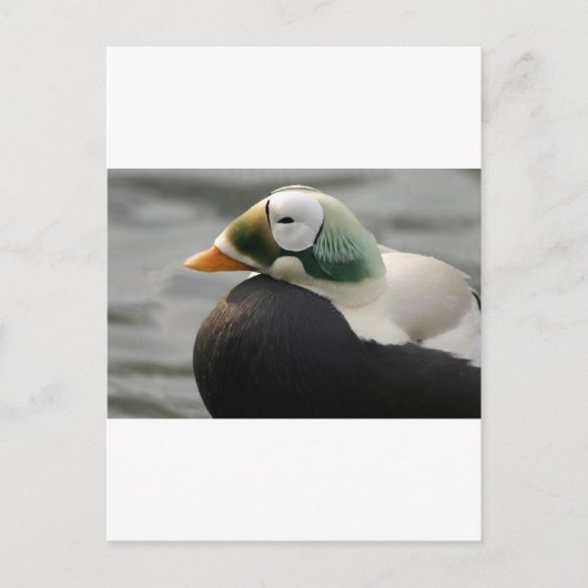 Spectacled Eider Postkarte (Vorderseite)