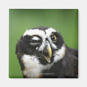 Spectacled Eule (Pulsatrix perspicillata) Magnet