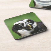 Spectacled Eule (Pulsatrix perspicillata) Untersetzer (Linke Seite)