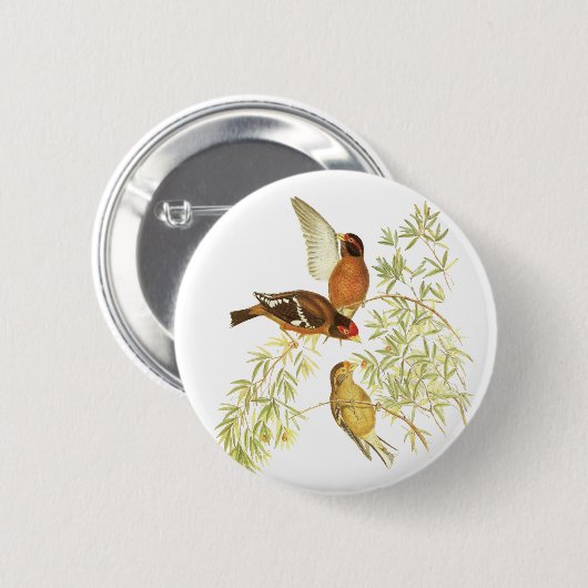 Spectacled Fink Button (Vorne & Hinten)