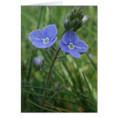 Speedwell Blue Flowers Card (Vorne)