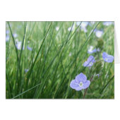 Speedwell-Blume (Vorderseite (Horizontal))