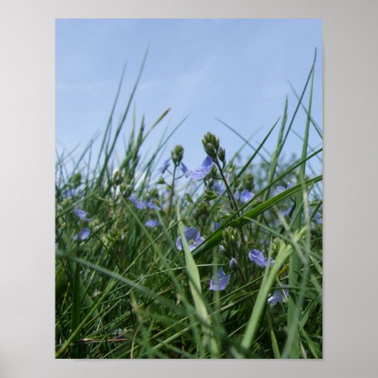 Speedwell Blume Meadow Poster (Vorne)