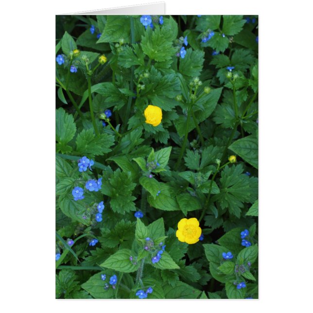 Speedwell und Buttercups (Vorne)