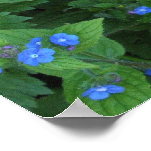 Speedwell und Buttercups Poster (Ecke)