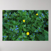 Speedwell und Buttercups Poster (Vorne)