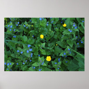 Speedwell und Buttercups Poster
