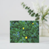 Speedwell und Buttercups Postkarte (Stehend Vorderseite)