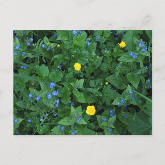Speedwell und Buttercups Postkarte (Vorderseite)
