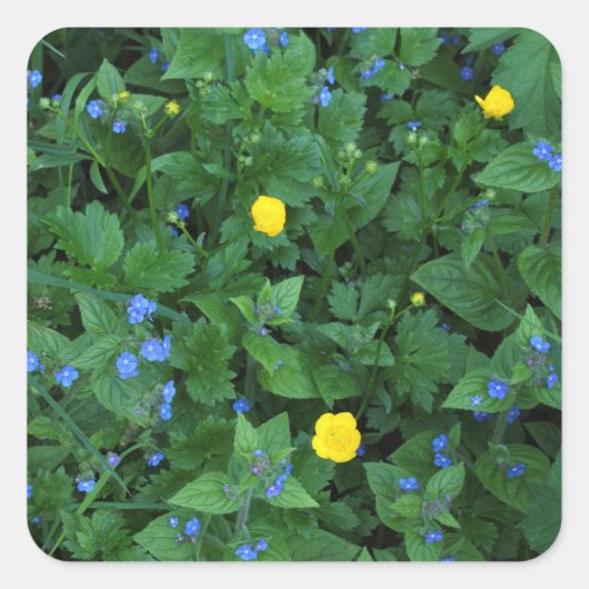 Speedwell und Buttercups Quadratischer Aufkleber (Vorderseite)