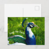 Speichern Sie das Datum Pfau Vogel Postkarte (Vorne/Hinten)