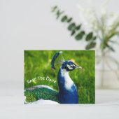 Speichern Sie das Datum Pfau Vogel Postkarte (Stehend Vorderseite)