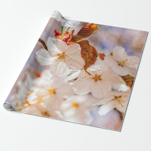 Spektakuläre Sakura-Blume. Hanami Season Geschenkpapier