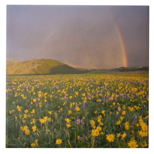Spektakuläre Wildblume bei Sonnenaufgang im 2. Fliese (Vorderseite)
