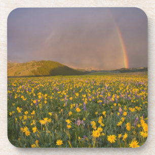 Spektakuläre Wildblume bei Sonnenaufgang im 2. Getränkeuntersetzer