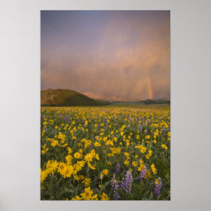 Spektakuläre Wildblume Wiese bei Sonnenaufgang Poster