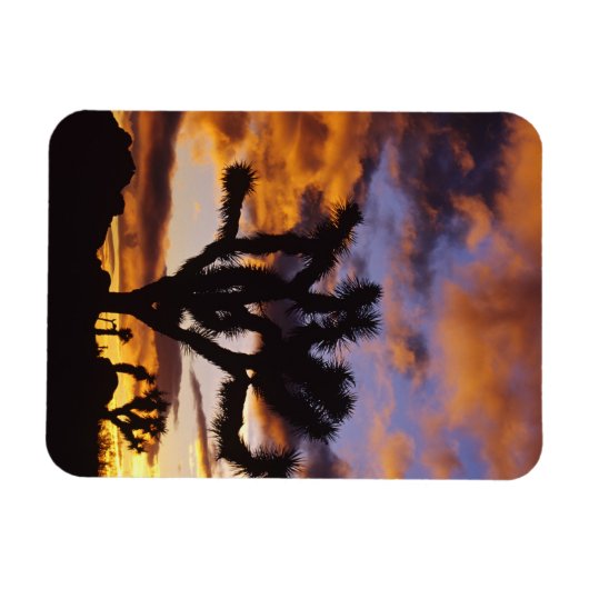 Spektakulärer Sonnenaufgang am Joshua Tree Nationa Magnet (Horizontal)