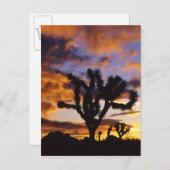 Spektakulärer Sonnenaufgang am Joshua Tree Nationa Postkarte (Vorne/Hinten)