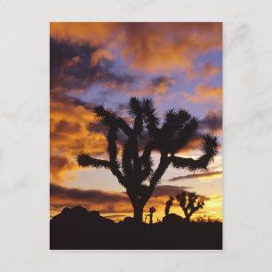Spektakulärer Sonnenaufgang am Joshua Tree Nationa Postkarte
