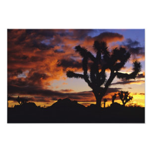 Spektakulärer Sonnenaufgang auf Joshua Tree Natio Fotodruck