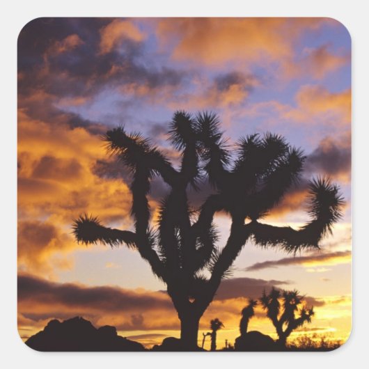 Spektakulärer Sonnenaufgang im Joshua-Tree-Nationa Quadratischer Aufkleber (Vorderseite)