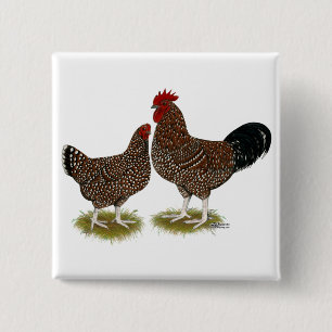 Spekulationen mit Sussex Chickens Button