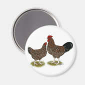 Spekulationen mit Sussex Chickens Magnet (Vorderseite/Rückseite)