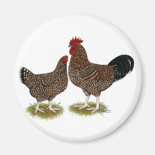 Spekulationen mit Sussex Chickens Magnet
