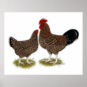 Spekulationen mit Sussex Chickens Poster