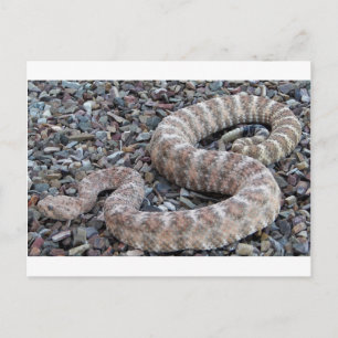 Spekulationsschlange Postkarte