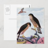 Sperber Postkarte (Vorne/Hinten)