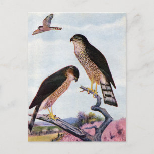 Sperber Postkarte