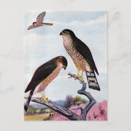 Sperber Postkarte (Vorderseite)