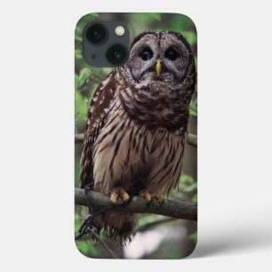 Sperbereule Case-Mate iPhone Hülle