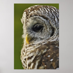 Sperbereule, Strix varia, Michigan Poster