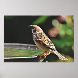 Sperling auf Birdbad Poster