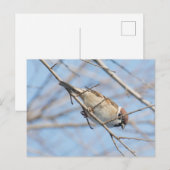Sperling Postkarte (Vorne/Hinten)