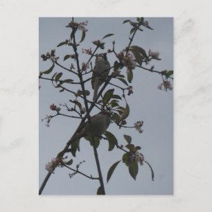 Sperlinge auf einem Baum mit Herbstblumen DIY-Post Feiertagspostkarte