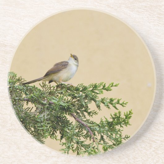 Sperlingsvogelfotografie Getränkeuntersetzer (Vorne)
