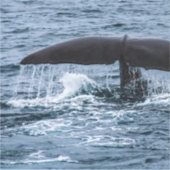 Sperm Whale Aufkleber (Vorderseite)
