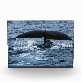 Sperm Whale Fotoblock (Vorderseite)